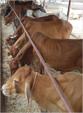 Desi Sahiwal Cow Supplier,Desi Sahiwal Calf Trader,Karnal,India