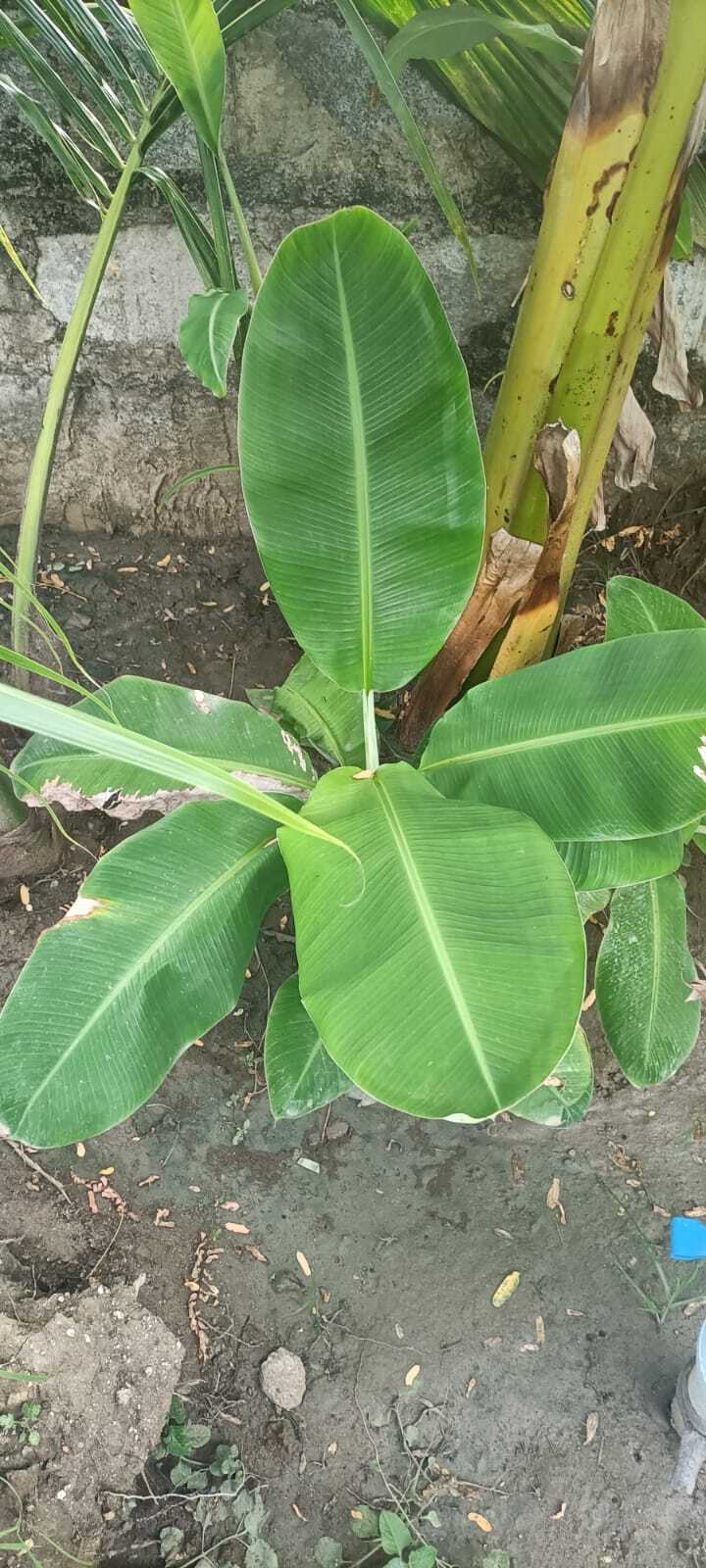 Banana Leaf - Whole Shape | Ideal For Culinary Presentation, Eco-friendly Alternative, And Creative Serving Solutions