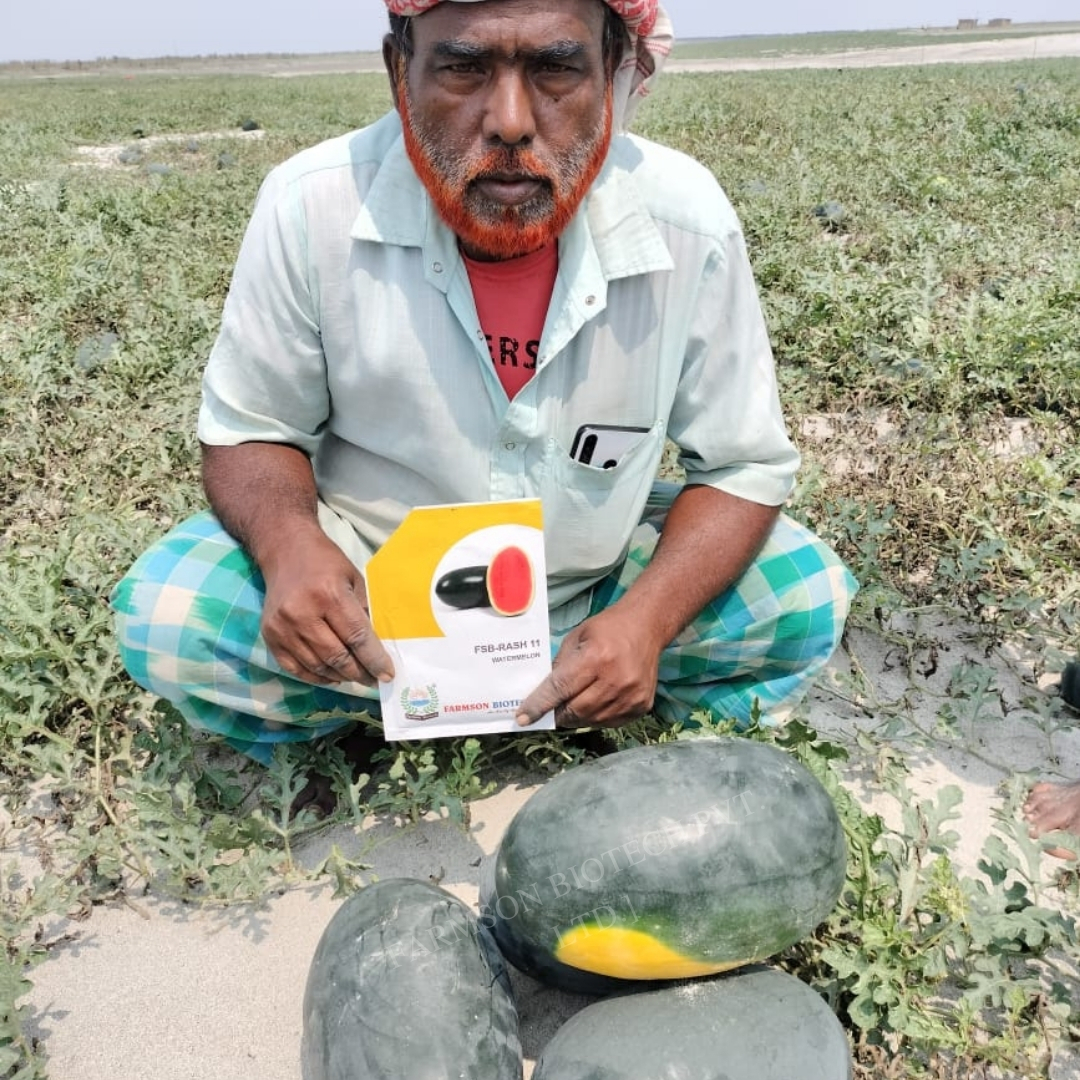 -Rash11 F1 Hybrid Watermelon Seeds - Cultivation Type: Common