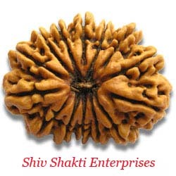 14 मुखी रुद्राक्ष