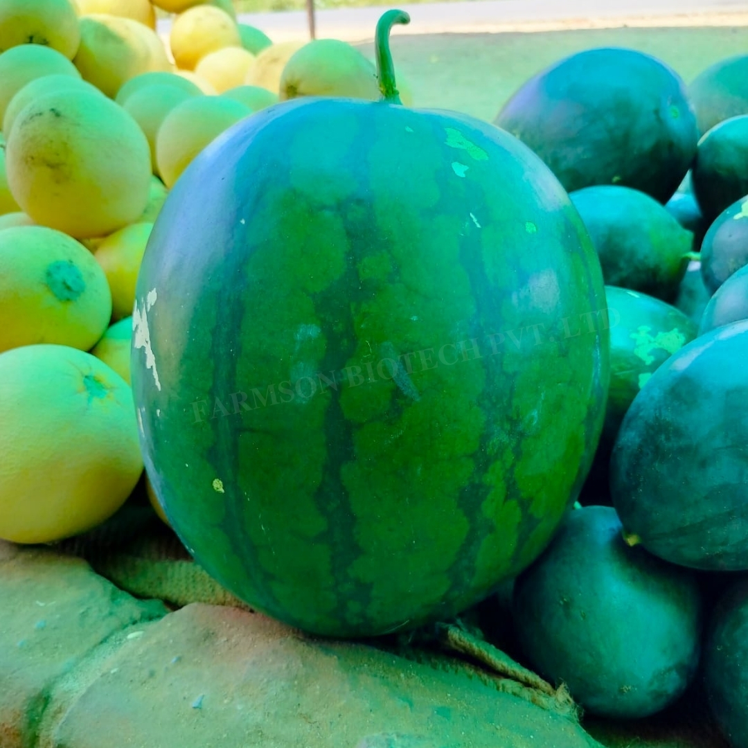 Watermelon Seeds -Shyamal F1 Hybrid - Cultivation Type: Common