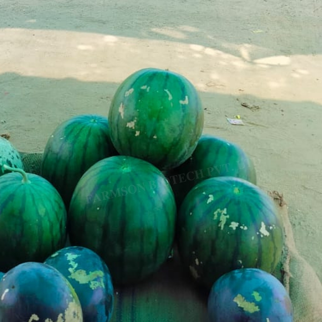 Watermelon Seeds -Shyamal F1 Hybrid - Cultivation Type: Common