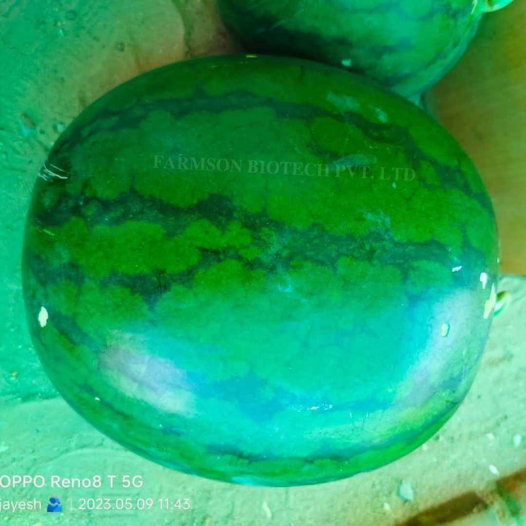 Watermelon Seeds -Shyamal F1 Hybrid - Cultivation Type: Common