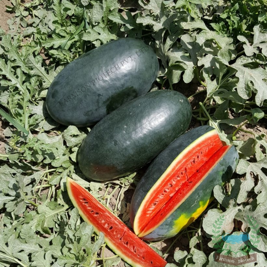 Watermelon Seeds -Royal Red F1 Hybrid - Cultivation Type: Common