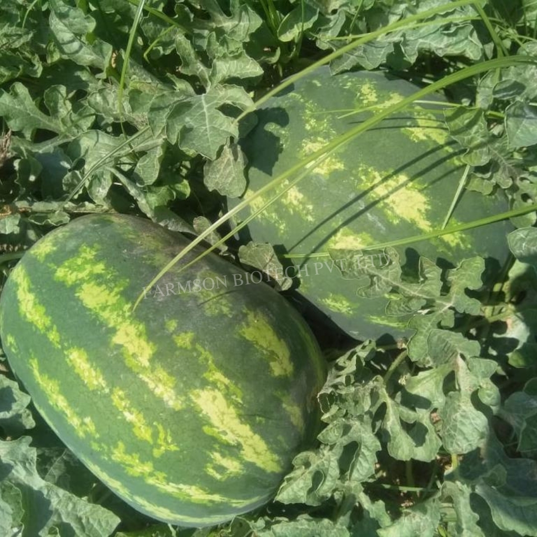 -Madhurak F1 Hybrid Watermelon Seeds - Cultivation Type: Common