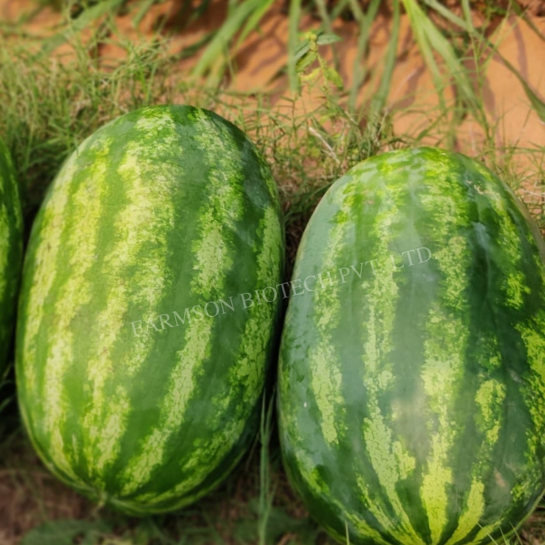 -Madhurak F1 Hybrid Watermelon Seeds - Cultivation Type: Common