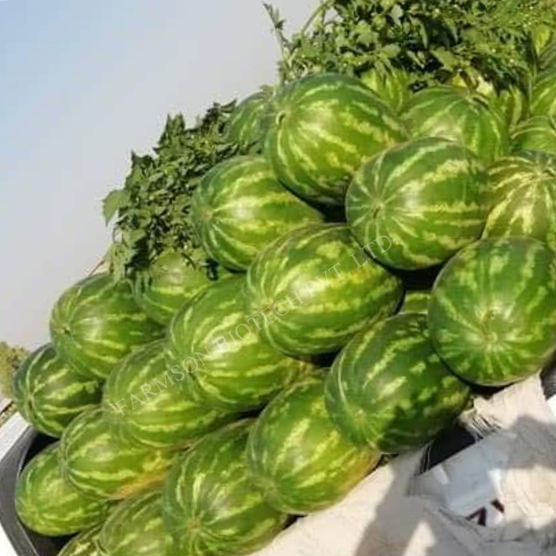 -Madhurak F1 Hybrid Watermelon Seeds - Cultivation Type: Common