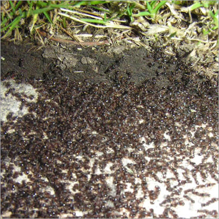 चींटियों का नियंत्रण