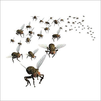 मक्खियों को नियंत्रित करने के लिए