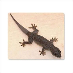 छिपकली नियंत्रण