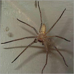 मकड़ी नियंत्रण