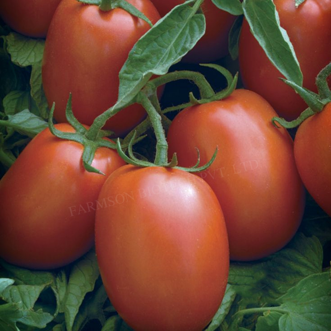 Tomato Seeds Fb-abhione F1 Hybrid - Cultivation Type: Common