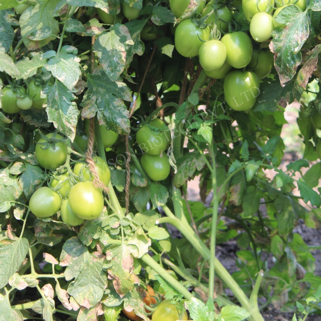 Tomato Seeds Fb-abhione F1 Hybrid - Cultivation Type: Common