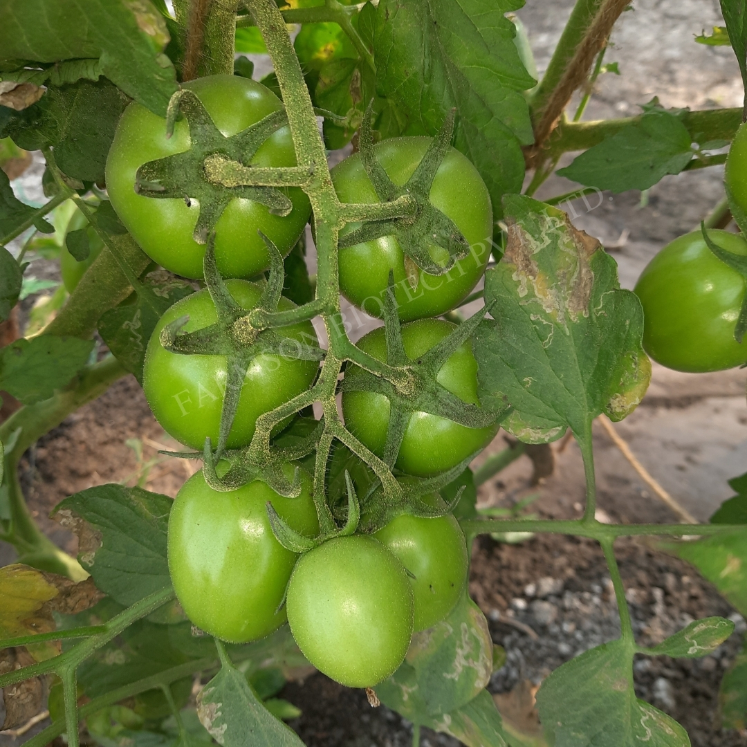 Tomato Seeds Fb-abhione F1 Hybrid - Cultivation Type: Common