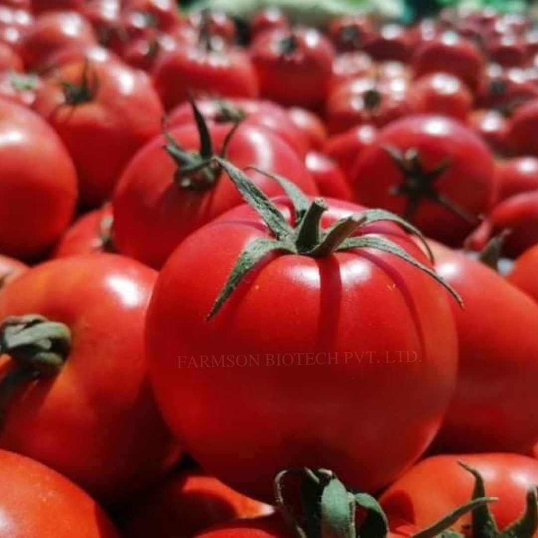 Tomato Seeds - Big Round And Glossy Deep Red Fruits | High Yield, Hybrid Variety, Disease Tolerant, 95%-99% Purity, 9 Months Shelf Life