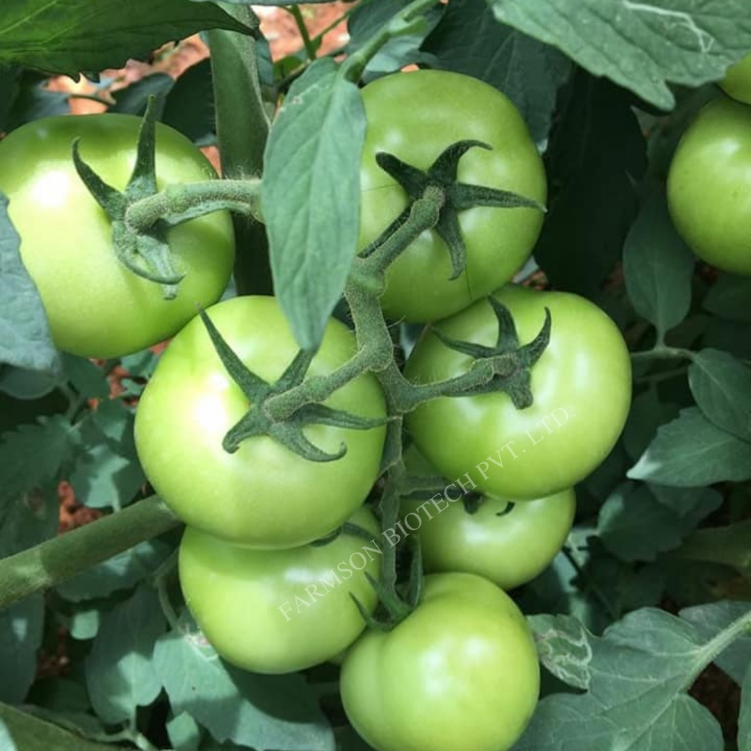 Tomato Seeds - Big Round And Glossy Deep Red Fruits | High Yield, Hybrid Variety, Disease Tolerant, 95%-99% Purity, 9 Months Shelf Life