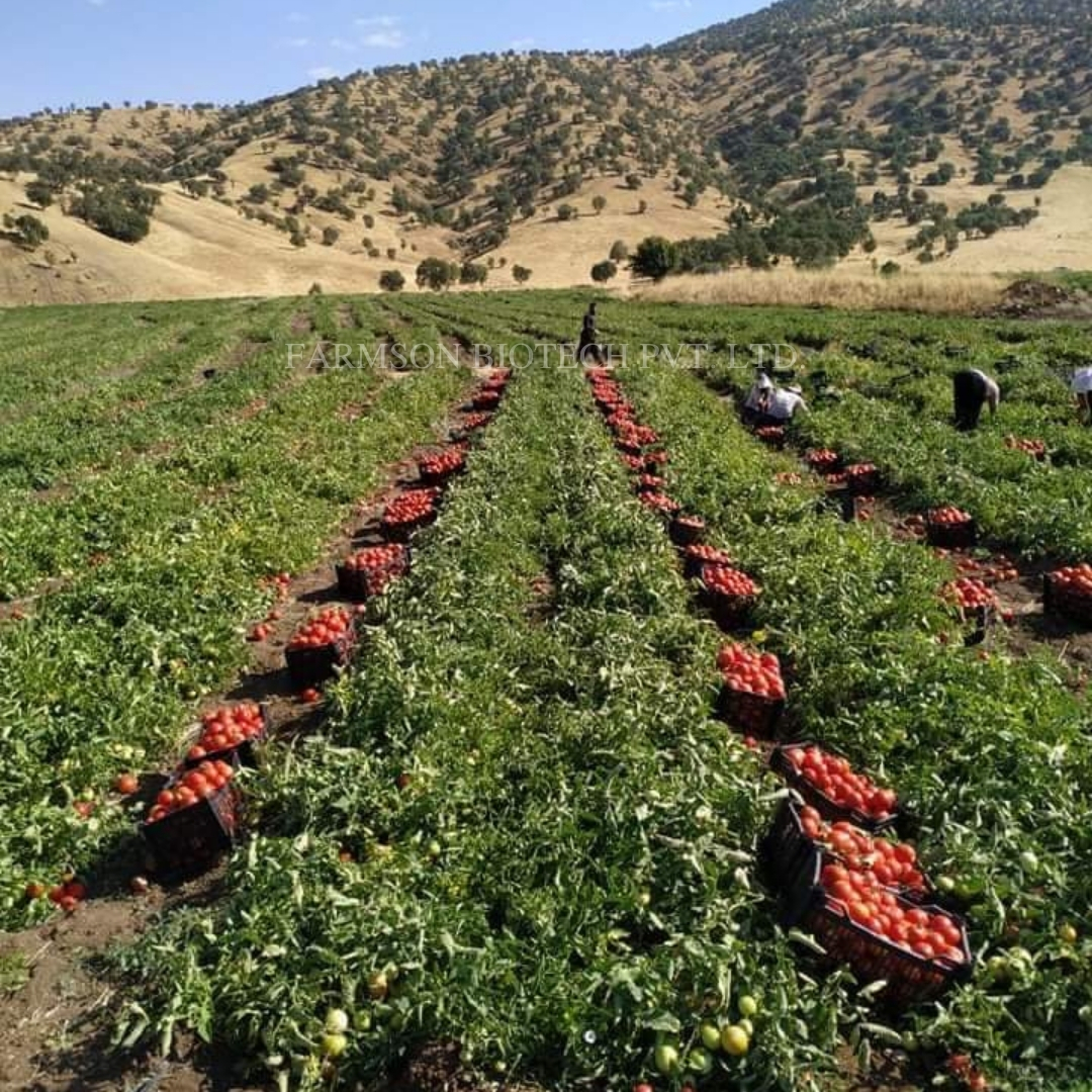 Tomato Seeds - Big Round And Glossy Deep Red Fruits | High Yield, Hybrid Variety, Disease Tolerant, 95%-99% Purity, 9 Months Shelf Life