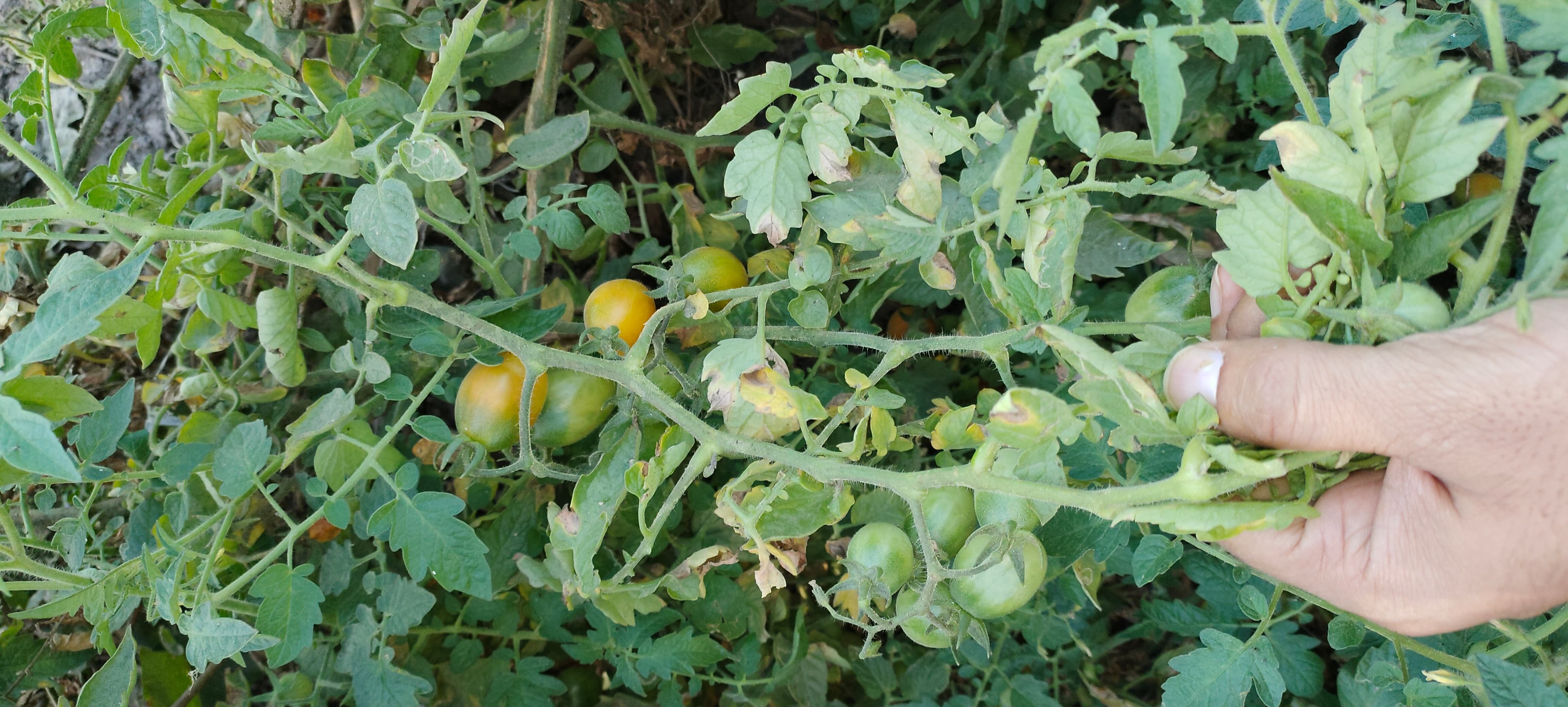 Cherry Tomato Seeds - Oval Shape, Glossy Red Color, 15-20 Gm Fruit Weight | 60-65 Days To Harvest, High Yielding, Exceptional Flavor, Hybrid Variety, 95%-99% Purity, Shelf Life 9 Months