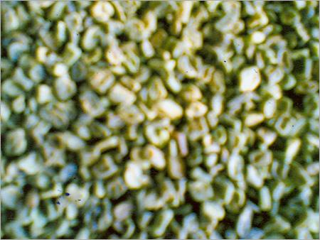 मेथी (मेथी और कस्तुरी मेथी)