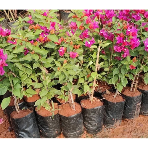 Bougainvillea Flower Plant - Up to 5 Meters Height | Mix of Vibrant Colors, Low-Maintenance Care, Ideal for Gardens and Outdoor Spaces