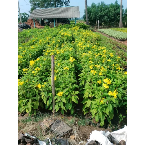 Ticoma Yellow Flower Plant - Natural Sized, Bright Yellow Blooms | Low Maintenance Indoor and Outdoor Floral Accent
