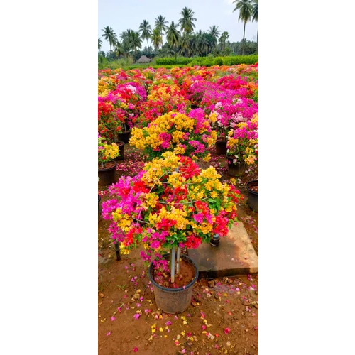 Thai Boganvillia Multiple Colors Plant - Color: Mix Colour