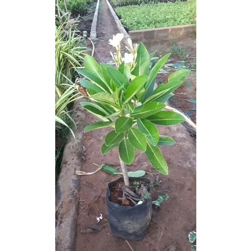 Plumeria American Plant - 12-15 Feet Height, White Flowering Plant | Stunning Addition to Any Garden or Landscape