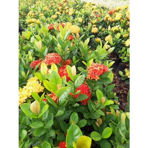Thai Ixora Dwarf Plant - Natural-Sized Flowing Plant , Compact Growth Habit with Vibrant Clusters of Red, Orange, and Yellow Flowers