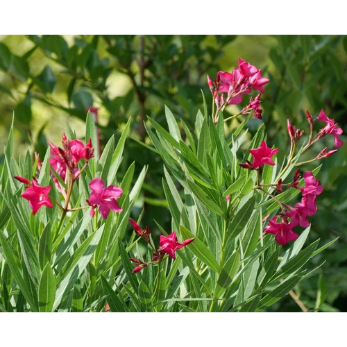 Nerium Oleander Plant - 3ft Height, Mixed Color Flowers | Hardy and Low-Maintenance Ideal for Gardens and Landscaping