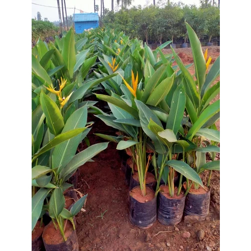 Heliconia Flower Plant - 4ft Height, Vibrant Green Leaves | Exotic Blooms for Indoor and Garden Spaces