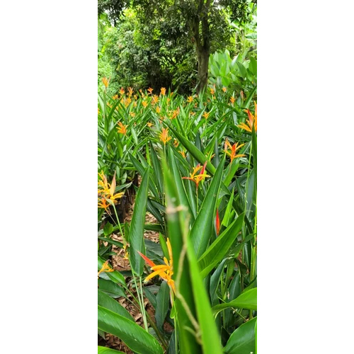 Helconia Pista Corm Plants - Natural-Sized, Mix Colour Flowers | Tropical Beauty for Gardens, Minimal Maintenance Required