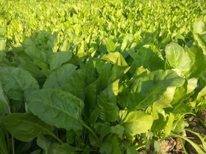 -Avantika Spinach Seeds - 90-110 Days Maturity, 95%-99% Purity, Uniform Green Broad Leaves, Suitable For Kharif & Rabi Seasons