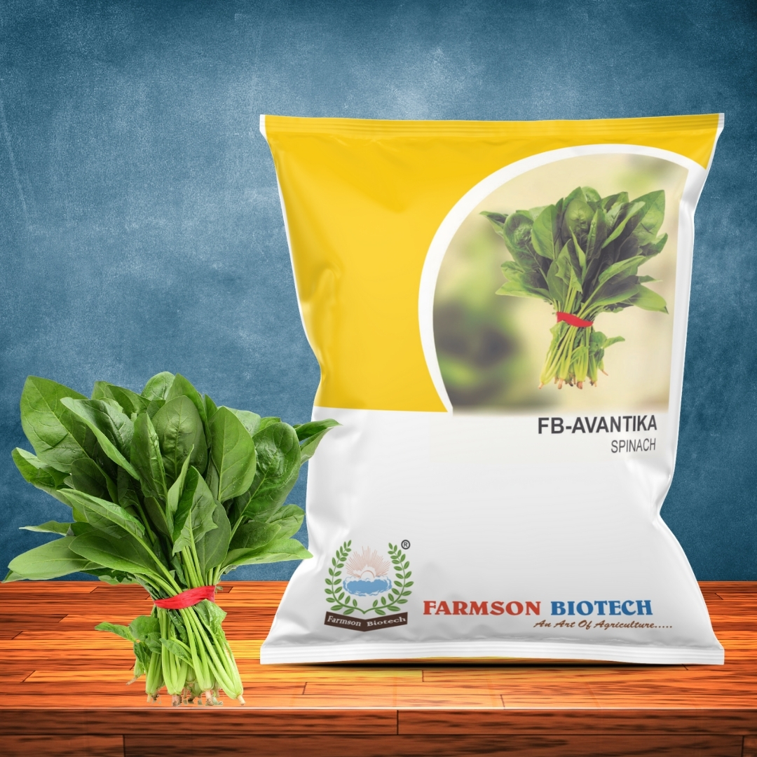 -Avantika Spinach Seeds - 90-110 Days Maturity, 95%-99% Purity, Uniform Green Broad Leaves, Suitable For Kharif & Rabi Seasons