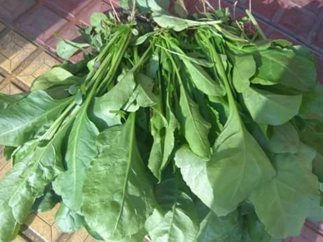 Fb-avantika Spinach Seeds - 90-110 Days Maturity, 95%-99% Purity, Uniform Green Broad Leaves, Suitable For Kharif & Rabi Seasons