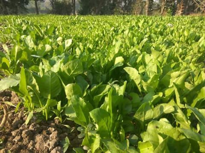 -Avantika Spinach Seeds - 90-110 Days Maturity, 95%-99% Purity, Uniform Green Broad Leaves, Suitable For Kharif & Rabi Seasons