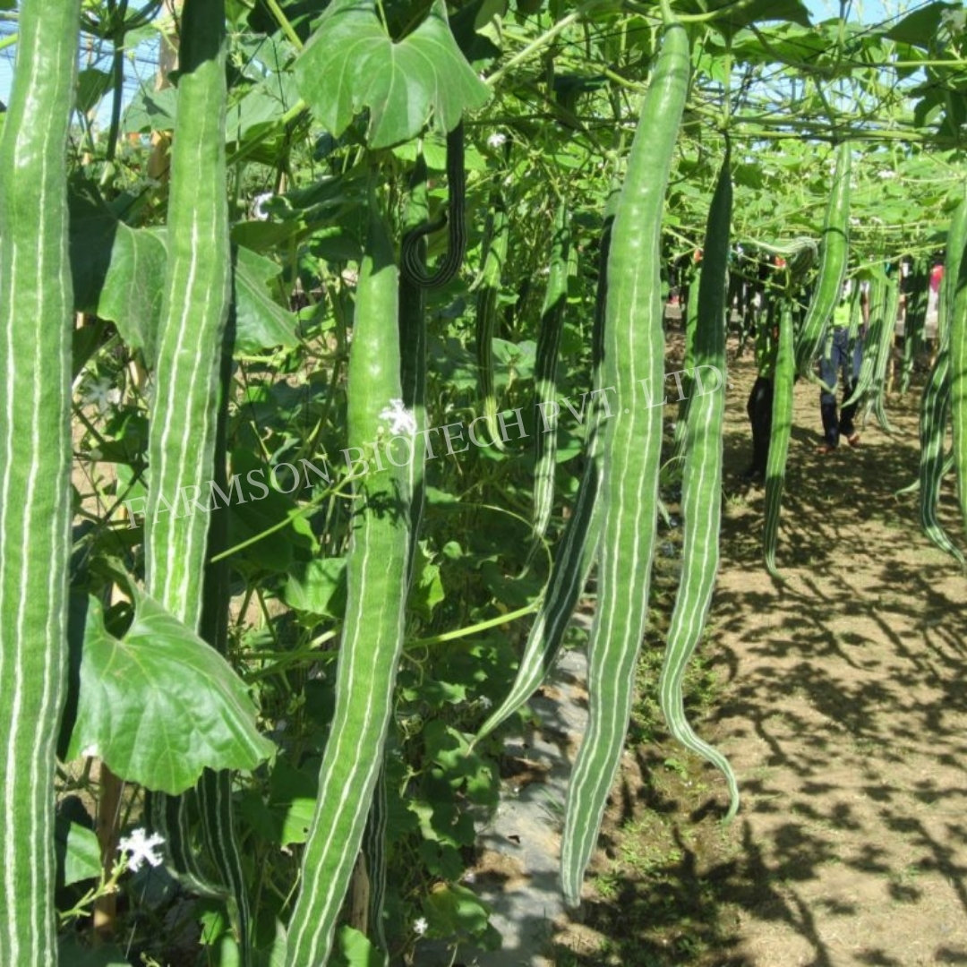 Snake Gourd Seeds -Narmada F1 Hybrid - 5-6 Feet Long Silver Green Fruit | High Yielding, 95%-99% Purity, Suitable For Year-round Cultivation