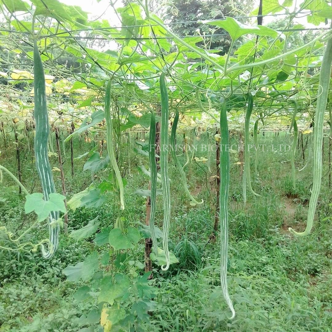 Snake Gourd Seeds -Narmada F1 Hybrid - 5-6 Feet Long Silver Green Fruit | High Yielding, 95%-99% Purity, Suitable For Year-round Cultivation