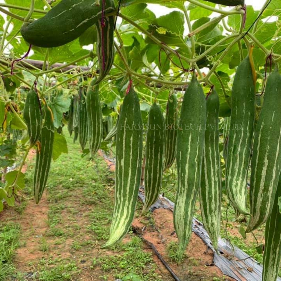Snake Gourd Seeds -Tapi F1 Hybrid - Cultivation Type: Common
