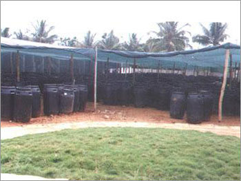 Barrels With Gherkins Stored For Fermentation