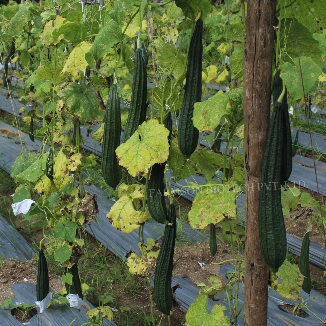 -Vindhya F1 Hybrid Ridge Gourd Seeds - Moderate Vigorous Vine Growth, Fruit Length 25-30 Cm, Shiny Green Color, High Yielding Hybrid, Disease Tolerant