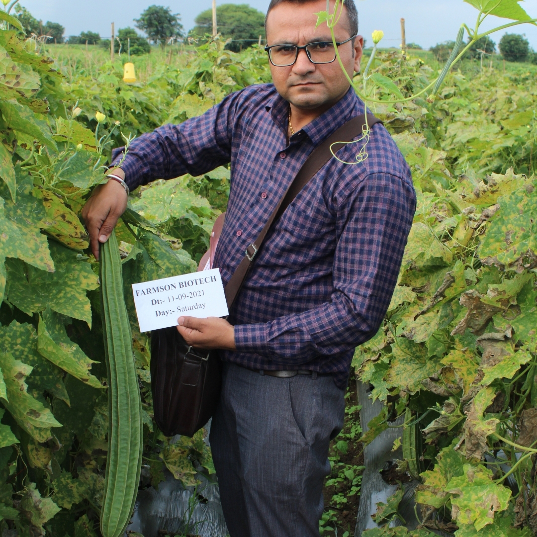 Ridge Gourd Seeds -Reva F1 Hybrid - Cultivation Type: Common