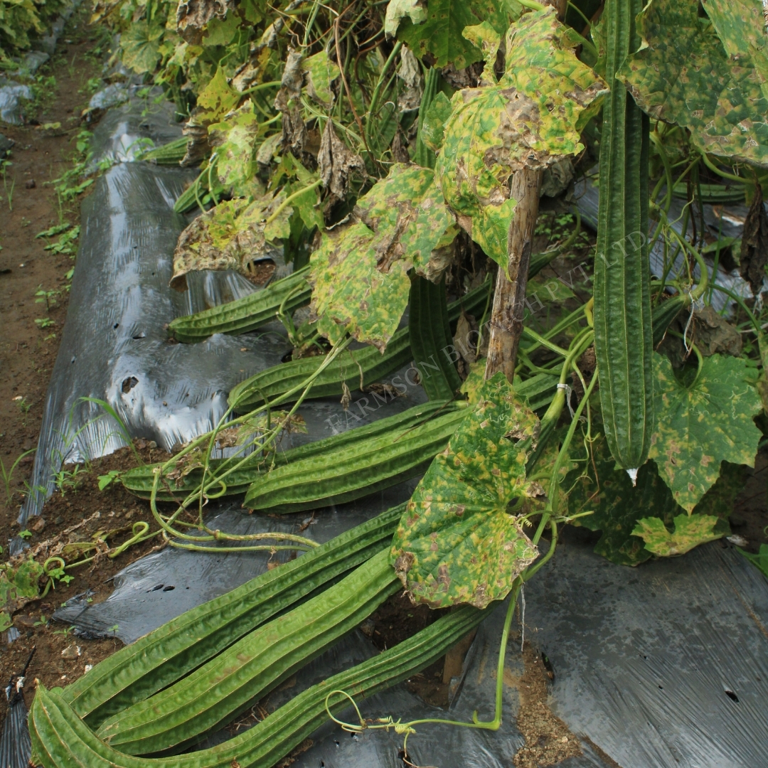 Ridge Gourd Seeds -Reva F1 Hybrid - Cultivation Type: Common