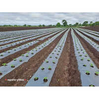 मल्चिंग पेपर