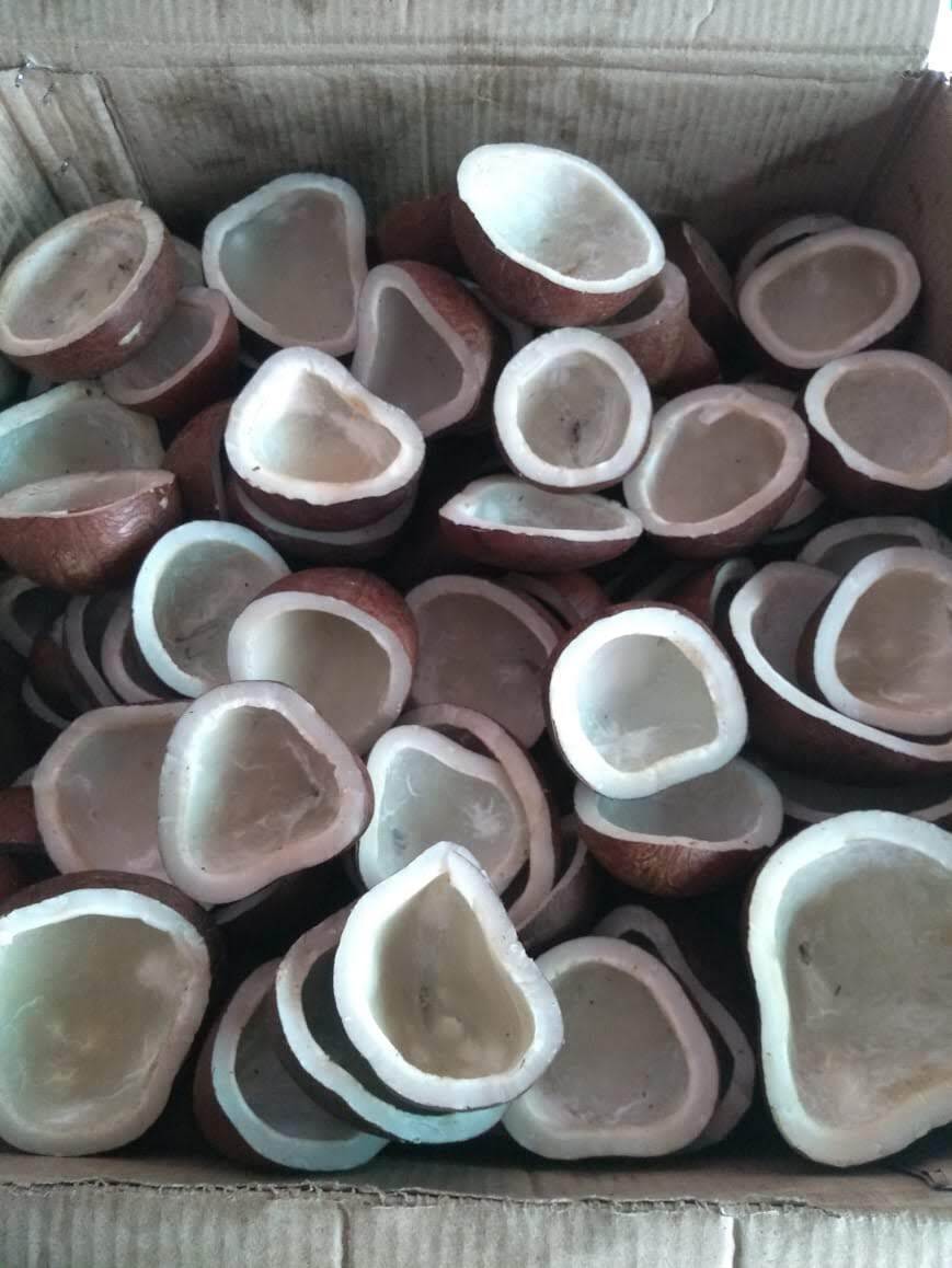 Half Coconut - Color: Brown