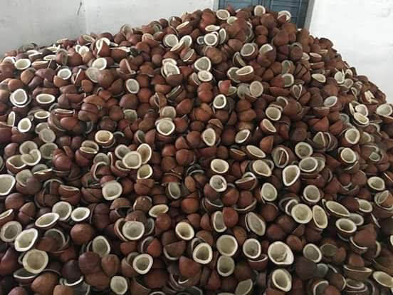 Half Coconut - Color: Brown