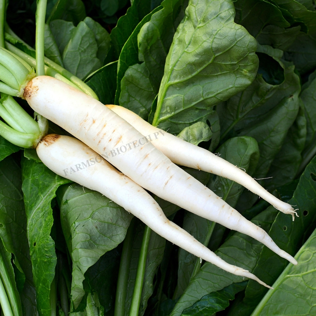 Radish Seeds -Sweta - Color: White