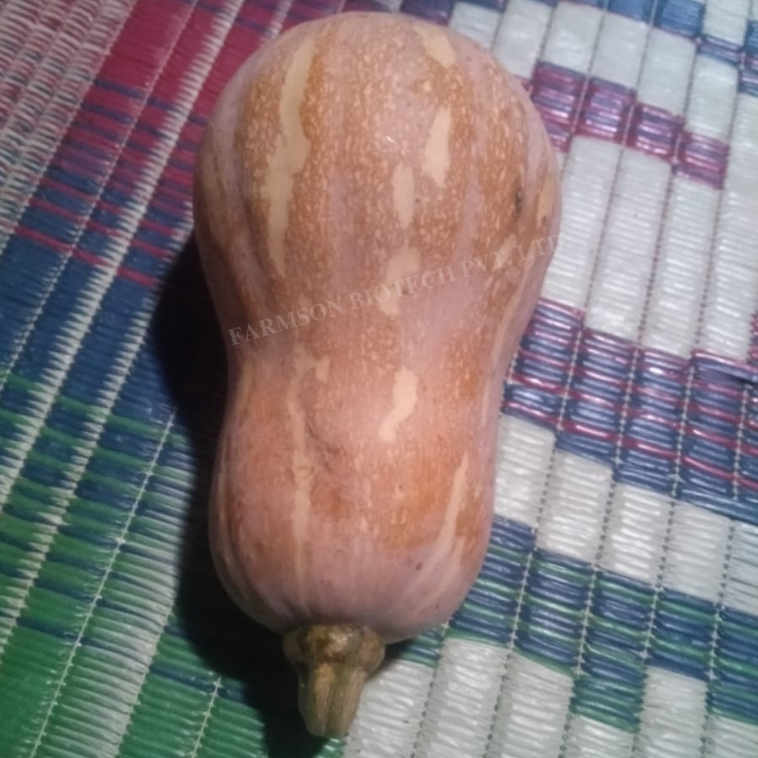 Pumpkin Seeds -Californian Butternut F1 Hybrid - Ash %: 1%