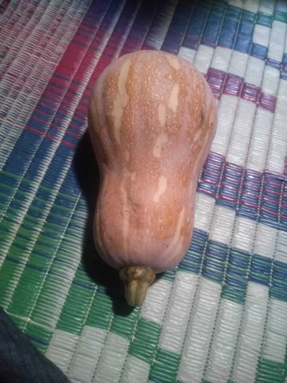 Pumpkin Seeds -Californian Butternut F1 Hybrid - Ash %: 1%