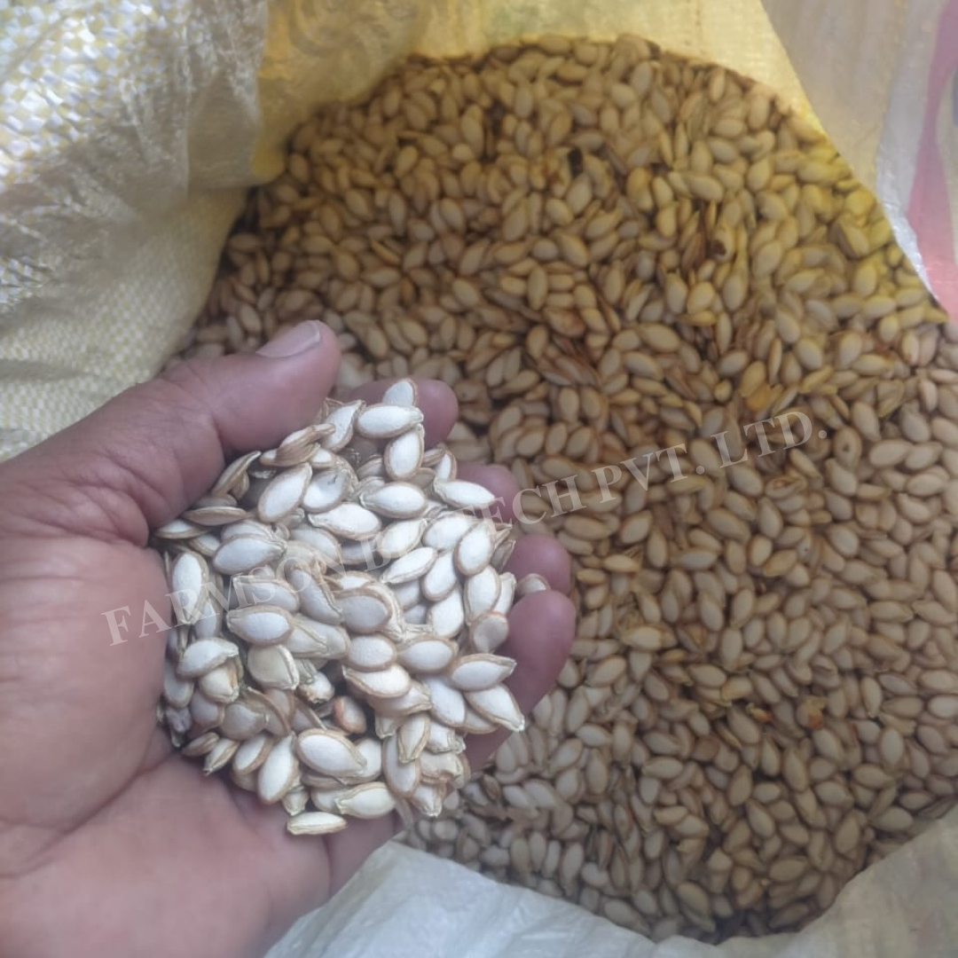 Pumpkin Seeds -Californian Butternut F1 Hybrid - Ash %: 1%