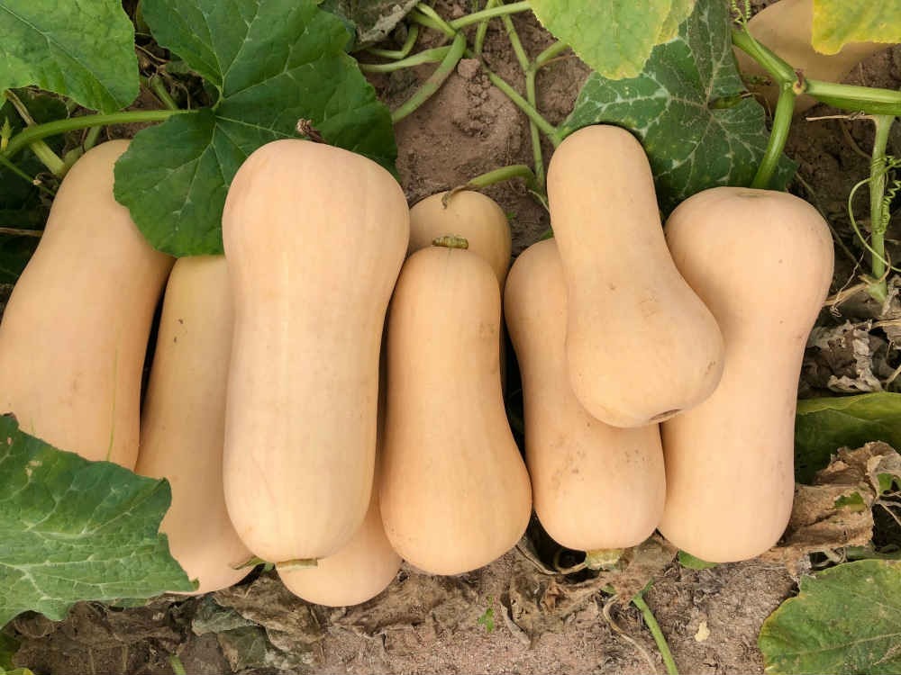 Pumpkin Seeds -Californian Butternut F1 Hybrid - Ash %: 1%